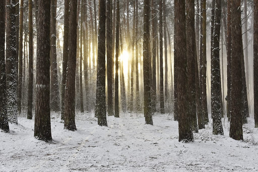 Magischer Winterwald