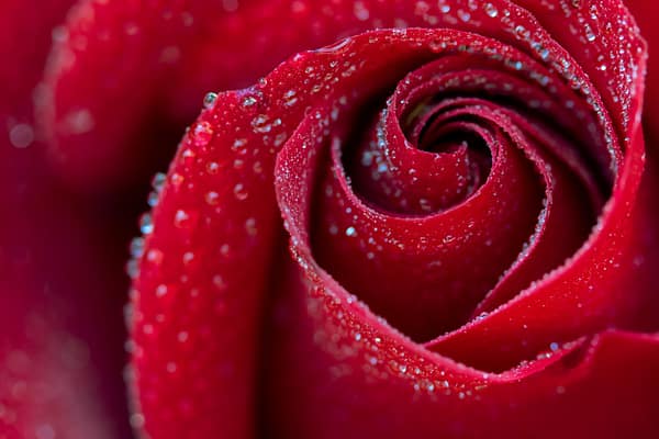Meditation: Das Erblühen der Rose